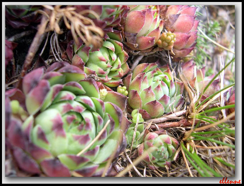 Sempervivum tectorum / Semprevivo maggiore
